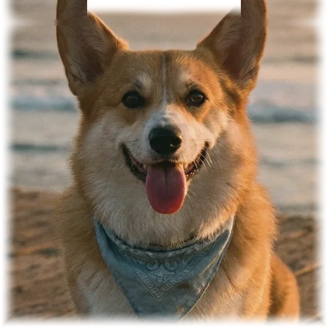 Malibu pet portrait shirt