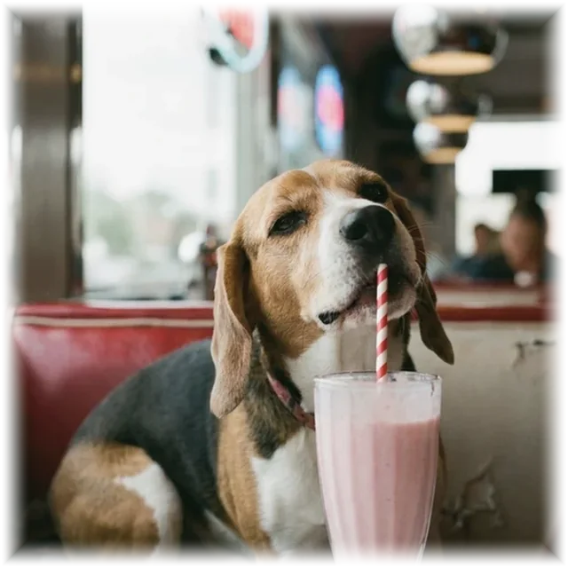 Milkshake Moment pet portrait shirt