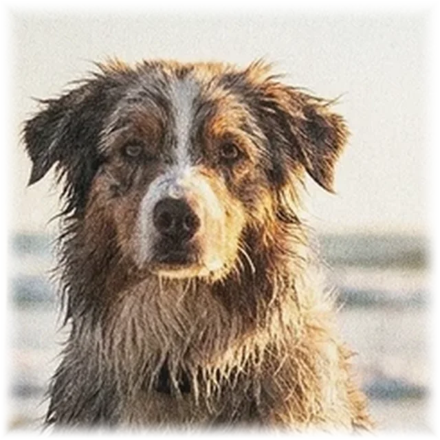 Surf Pup pet portrait shirt